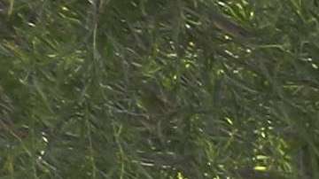 Border Patrol Agents Detain Migrants Near US-Mexico Border