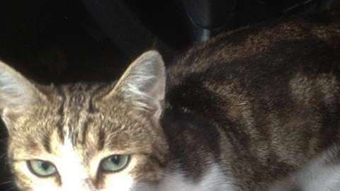 El felino fue entregado a un refugio.