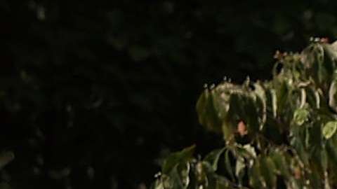 La Primera Dama no se quita los tacones ni para la jardinería.