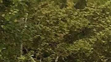 Lance Armstrong, excliclista estadounidense