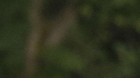 La pareja obtuvo su "green card" por petición familiar.