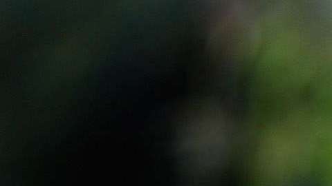 Animals Of Wuppertal Zoo