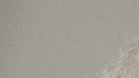 Las revelaciones las hizo Omarosa Manigault en su último libro