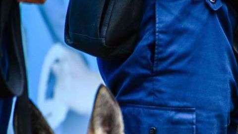 Puedes proporcionarle un hogar a algún perro de servicio.