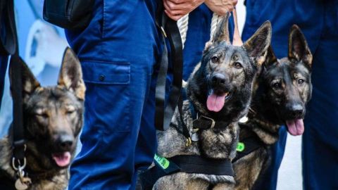 Puedes proporcionarle un hogar a algún perro de servicio.