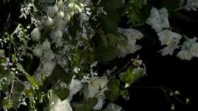 Meghan y Harry se casaron en mayo.