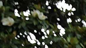 Stephen Miller es uno de los asesores más polémicos del presidente Trump.