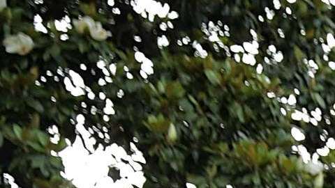 Stephen Miller es uno de los asesores más polémicos del presidente Trump.