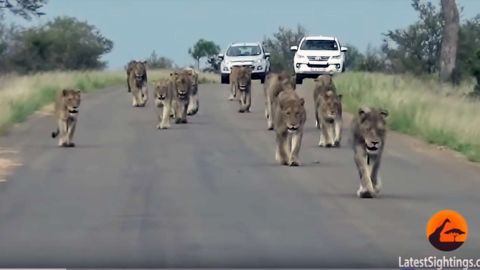 Un visitante filmó la mayor manada de leones vista en el parque Kruger.