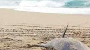 El animal fue hallado en una playa de Oaxaca.