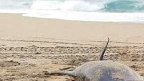 El animal fue hallado en una playa de Oaxaca.