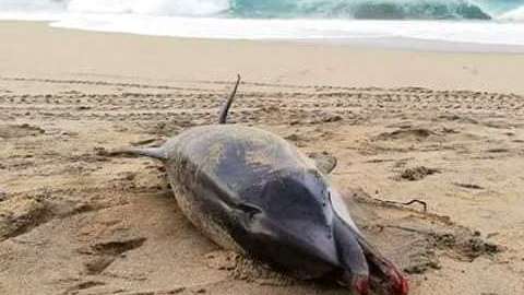 El animal fue hallado en una playa de Oaxaca.