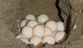 Tráfico de huevos de tortuga en México.