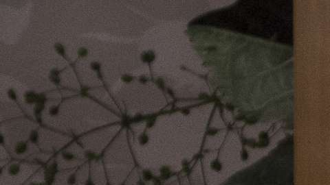 La Casa De Las Flores.