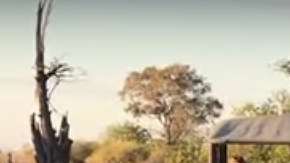 La leona se batió contra los perros por defender a su cachorro.