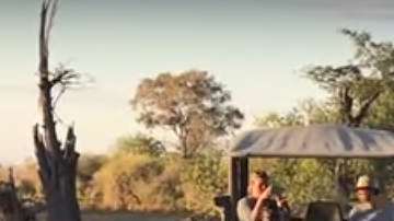 La leona se batió contra los perros por defender a su cachorro.