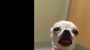 La Chihuahua comió accidentalmente marihuana en un parque.