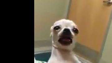 La Chihuahua comió accidentalmente marihuana en un parque.