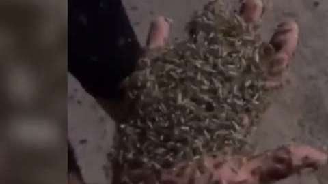 Los quironómidos (Chironomidae) son mosquitos no picadores.