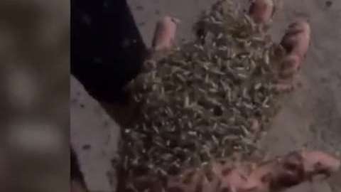 Los quironómidos (Chironomidae) son mosquitos no picadores.