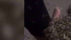 Los quironómidos (Chironomidae) son mosquitos no picadores.