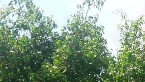 Los sacaron de la cárcel para quemarlos vivos.