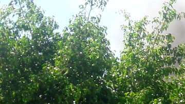 Los sacaron de la cárcel para quemarlos vivos.