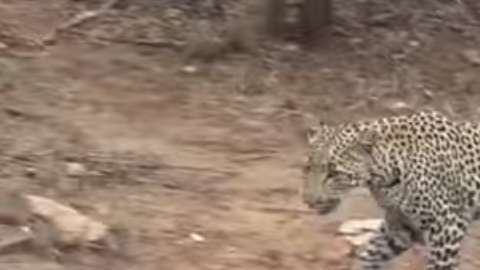 El leopardo esperaba cazar su presa rápidamente.