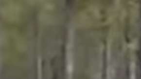 La figura misteriosa de lo que parece ser un lobo gigante.