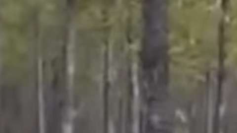 La figura misteriosa de lo que parece ser un lobo gigante.