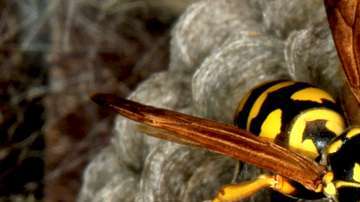 Consiste en colocar pequeñas esferas que guardan larvas de avispas.