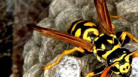 Consiste en colocar pequeñas esferas que guardan larvas de avispas.