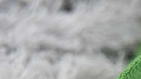 Ojo si tu perro presenta síntomas de influenza.