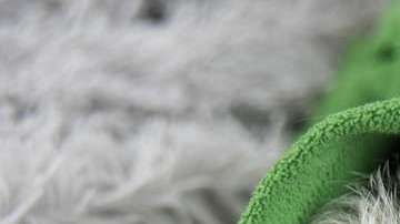 Ojo si tu perro presenta síntomas de influenza.