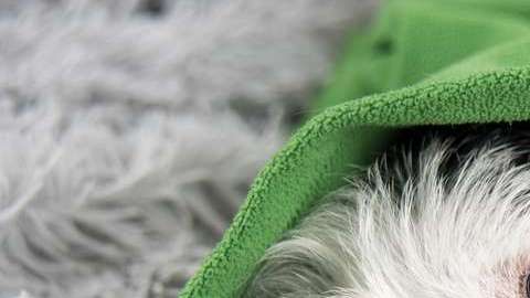 Ojo si tu perro presenta síntomas de influenza.