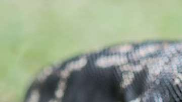 Si ves un reptil como éste, repórtalo.