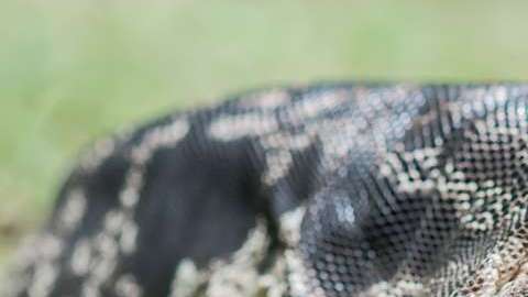 Si ves un reptil como éste, repórtalo.