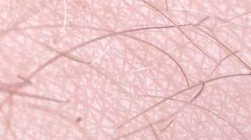 Un insecto triatomino.