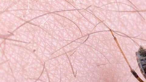 Un insecto triatomino.