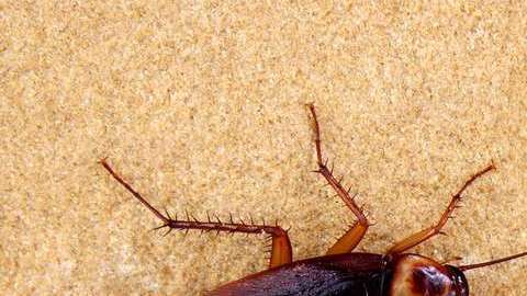 A pesar de los avances aún falta mucho para que podamos ver la leche de cucaracha en el supermercado.