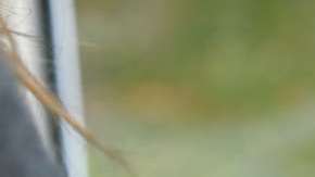 Así puedes deshabilitar momentáneamente tu cuenta de Whatsapp.