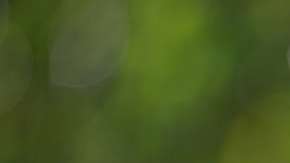 Una de estas plantas en tu hogar te darán abundancia económica.