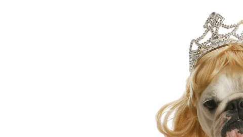 Quizá le estés haciendo más daño que bien a tu perro.