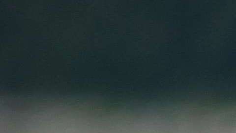 Leones Marinos. Steve Halama/UnSplash