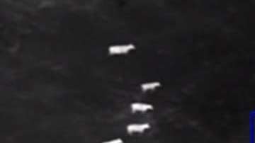 Las vacas acorralan a uno de los supuestos ladrones.