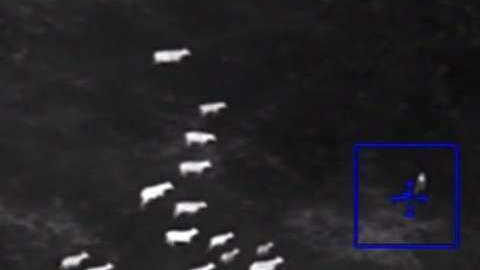 Las vacas acorralan a uno de los supuestos ladrones.