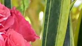 Winona Ryder junto a su posible esposo,  Keanu Reeves.