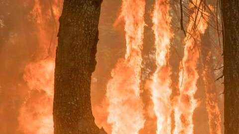 Los bomberos siguen batallando las llamas en Yosemite.