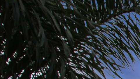 La propiedad está ubicada en la exclusiva comunidad privada de Palm Island.