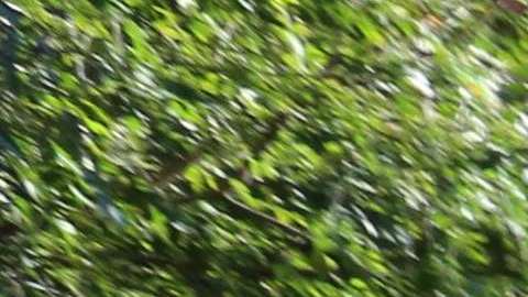 Protesta sobre la ayuda a Puerto Rico tras el Huracan Maria en el parque de City Hall en septiembre pasado.